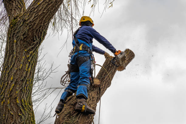 How Our Tree Care Process Works  in  Manteca, CA