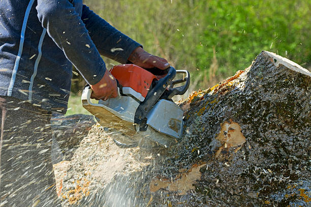 Manteca, CA  Tree Services Company